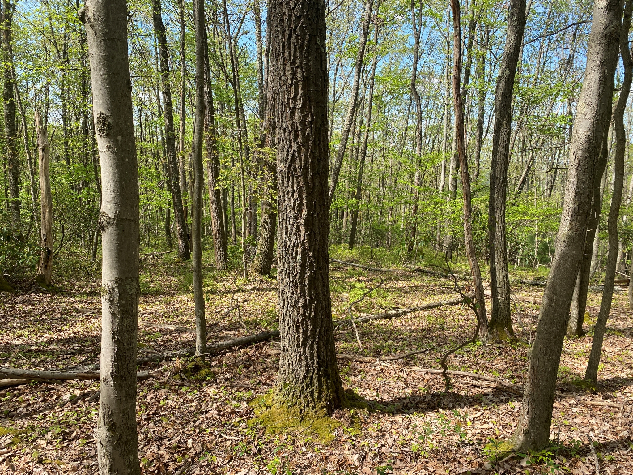 Listing Image 41