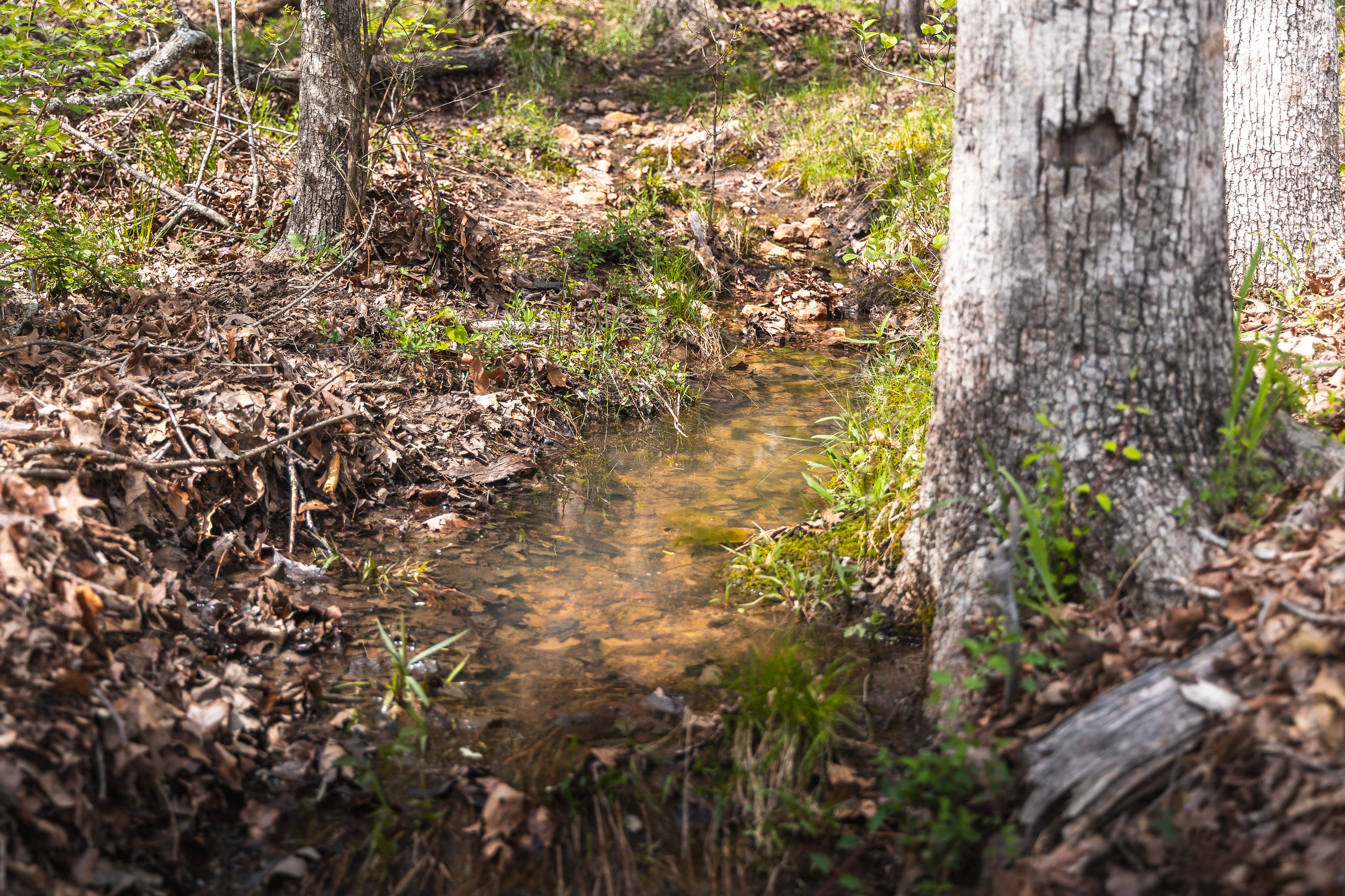 Buck Nest 37