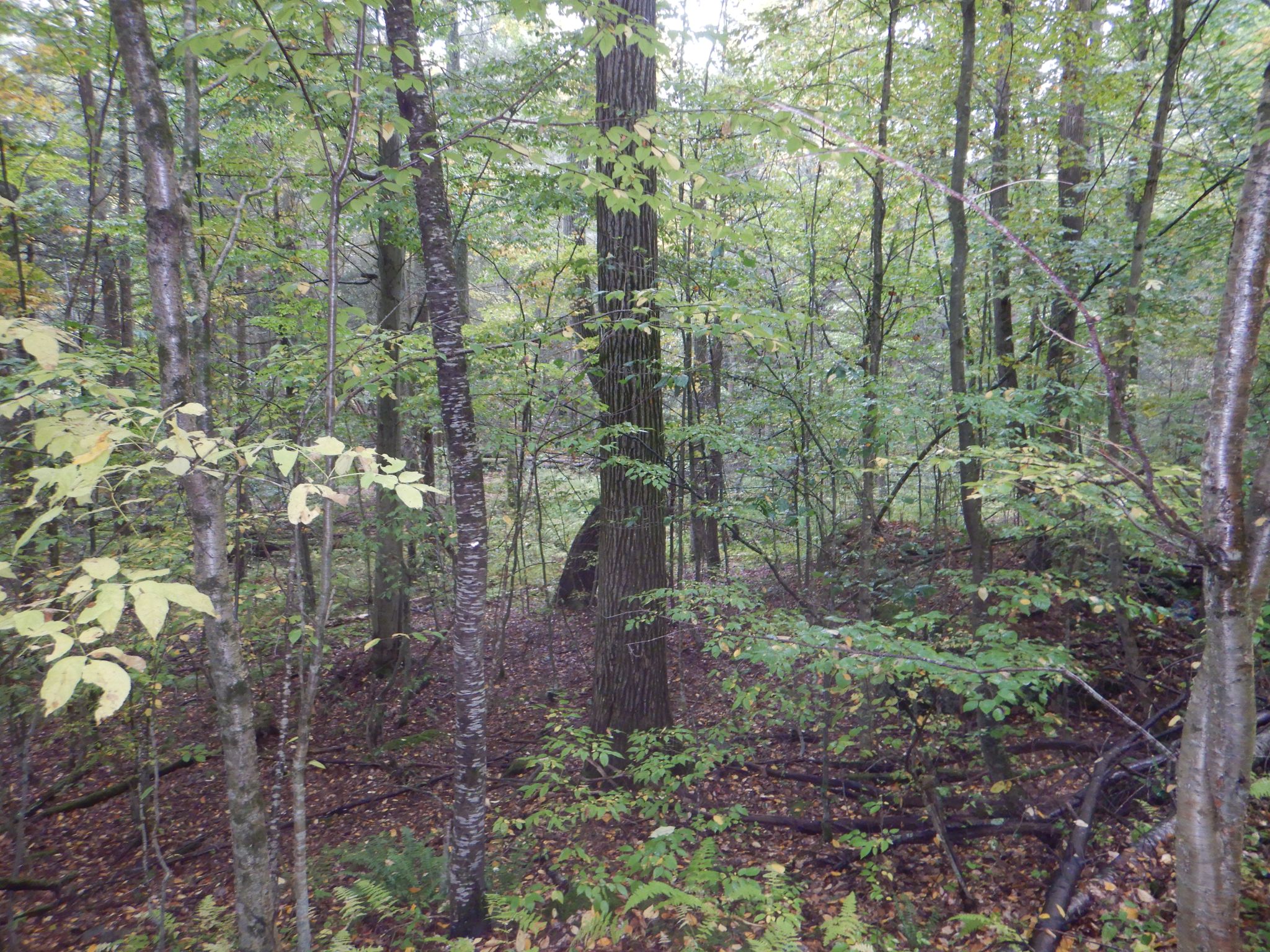 Listing Image 40