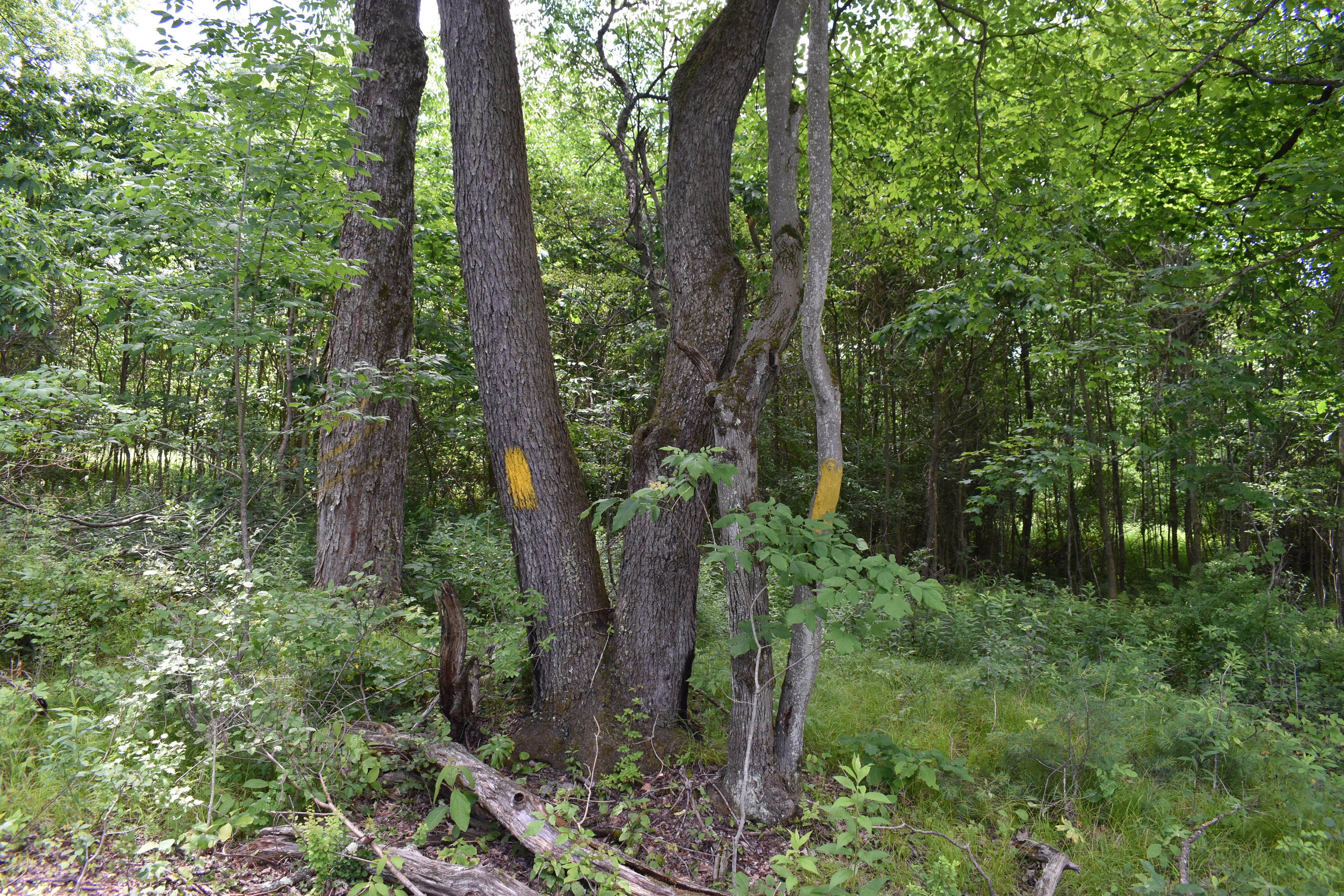 Listing Image 33