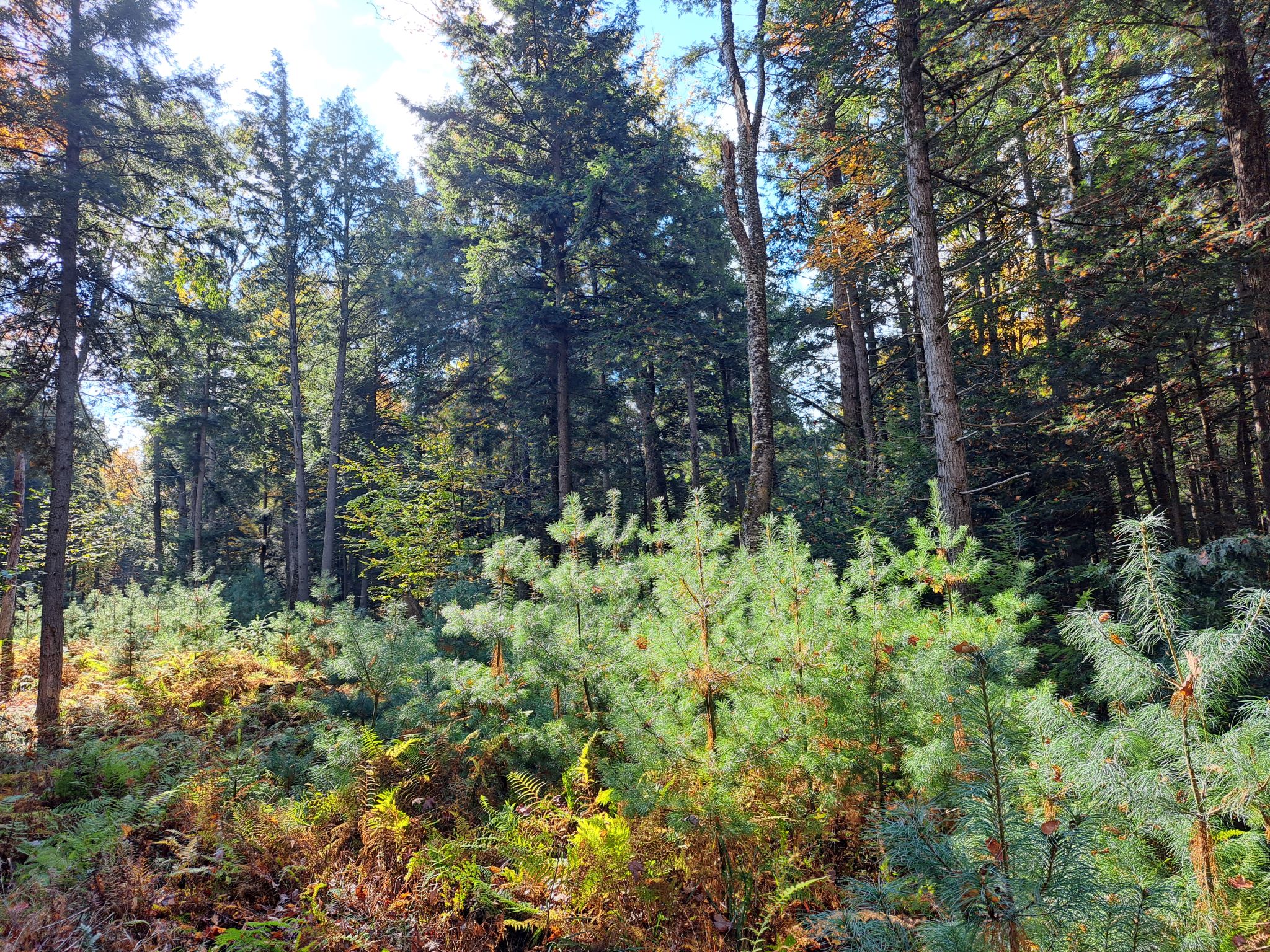 Listing Image 64