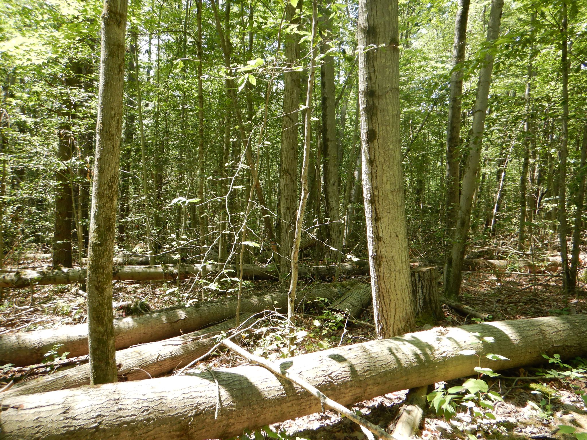 Chaffee Creek