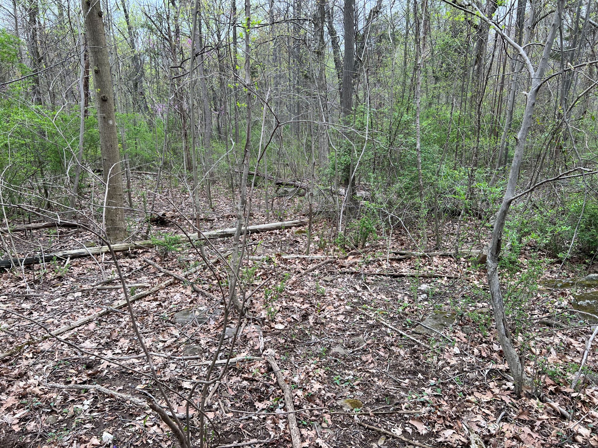 Etown Woodlands