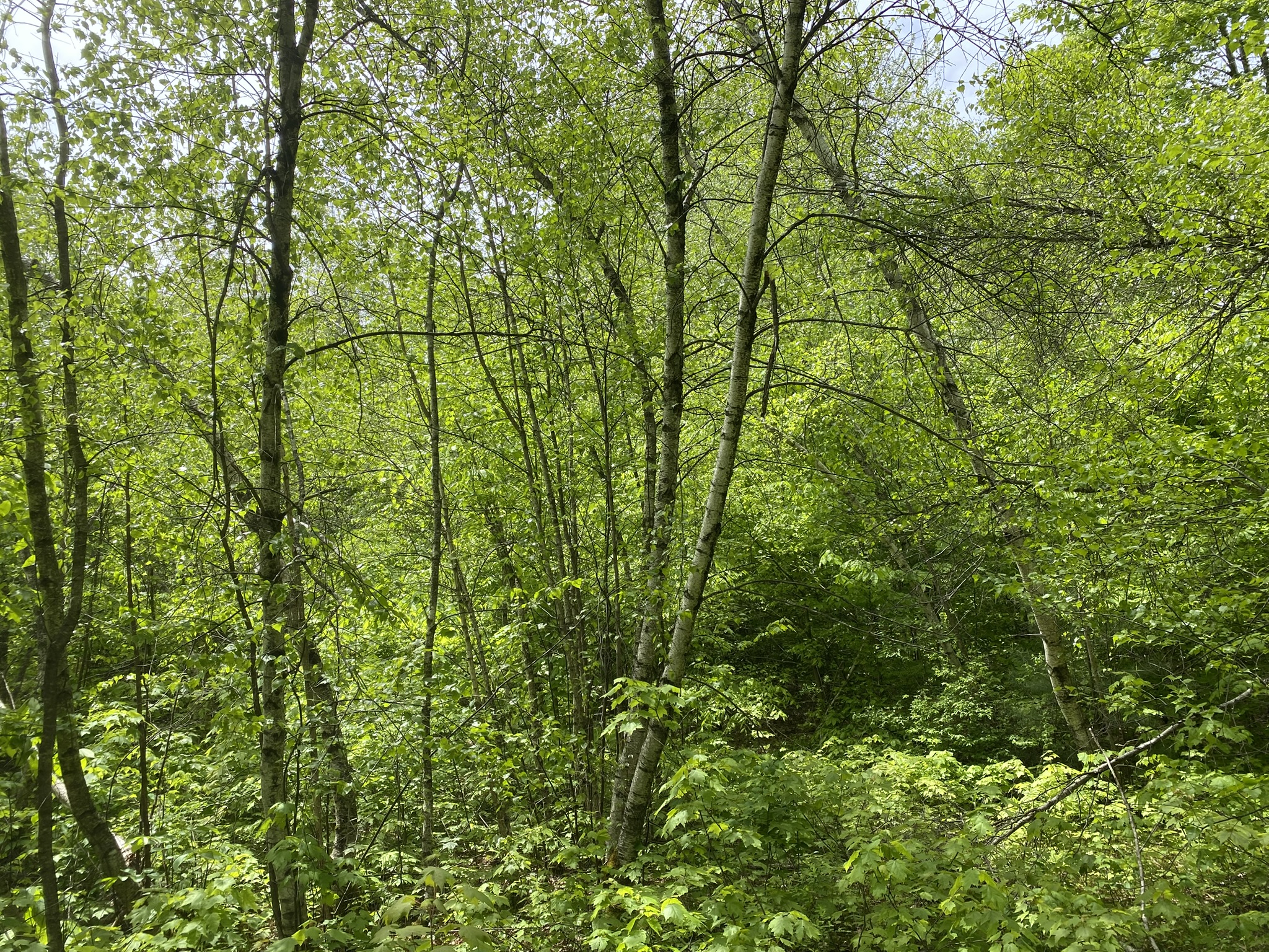 Listing Image 16