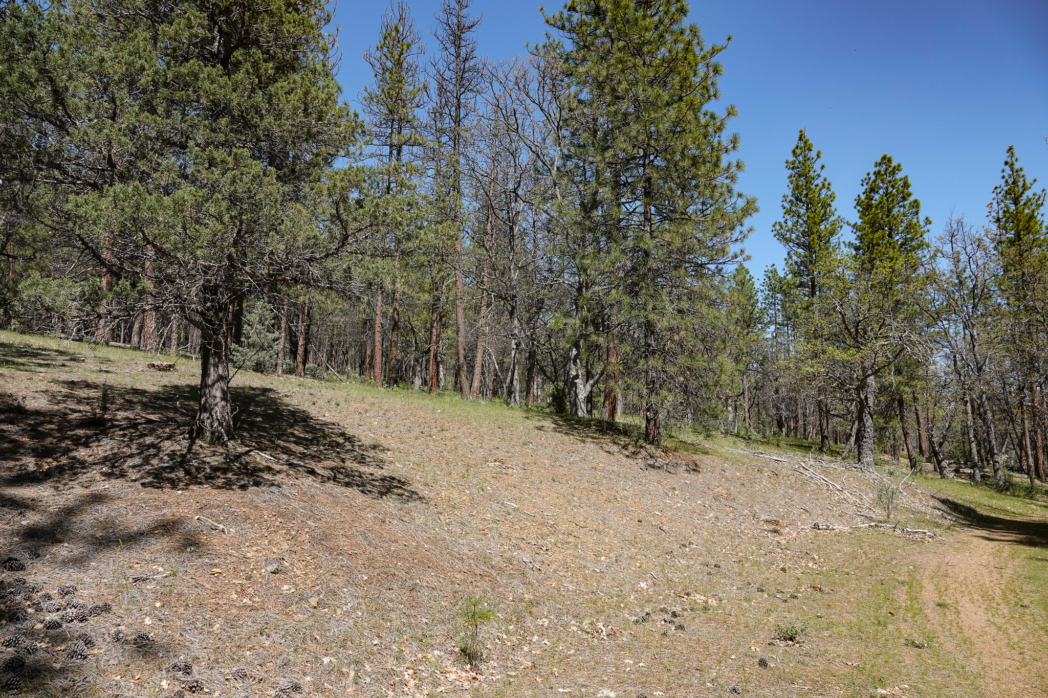 East Road Ragland Gulch Acreage