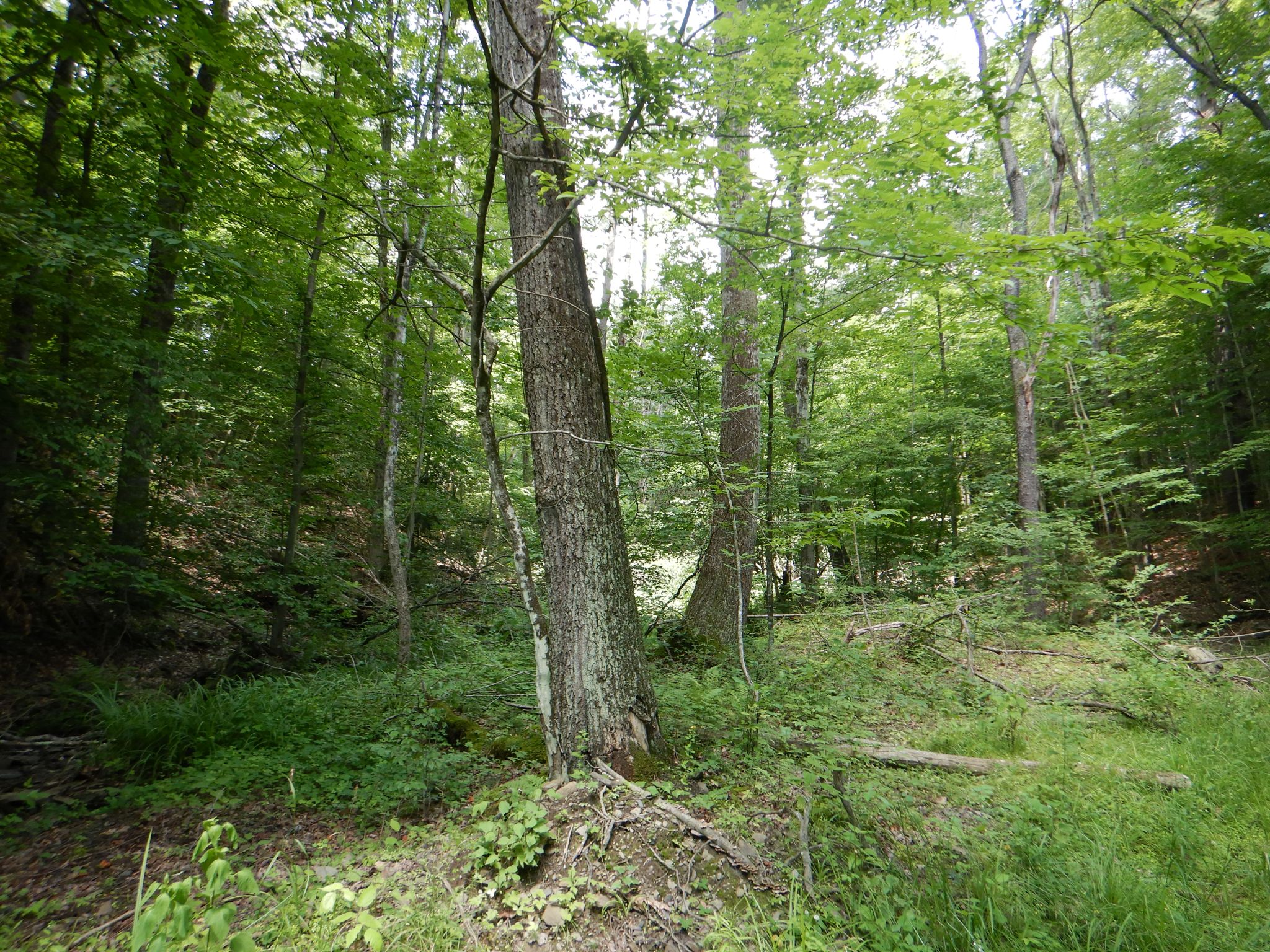Chaffee Creek