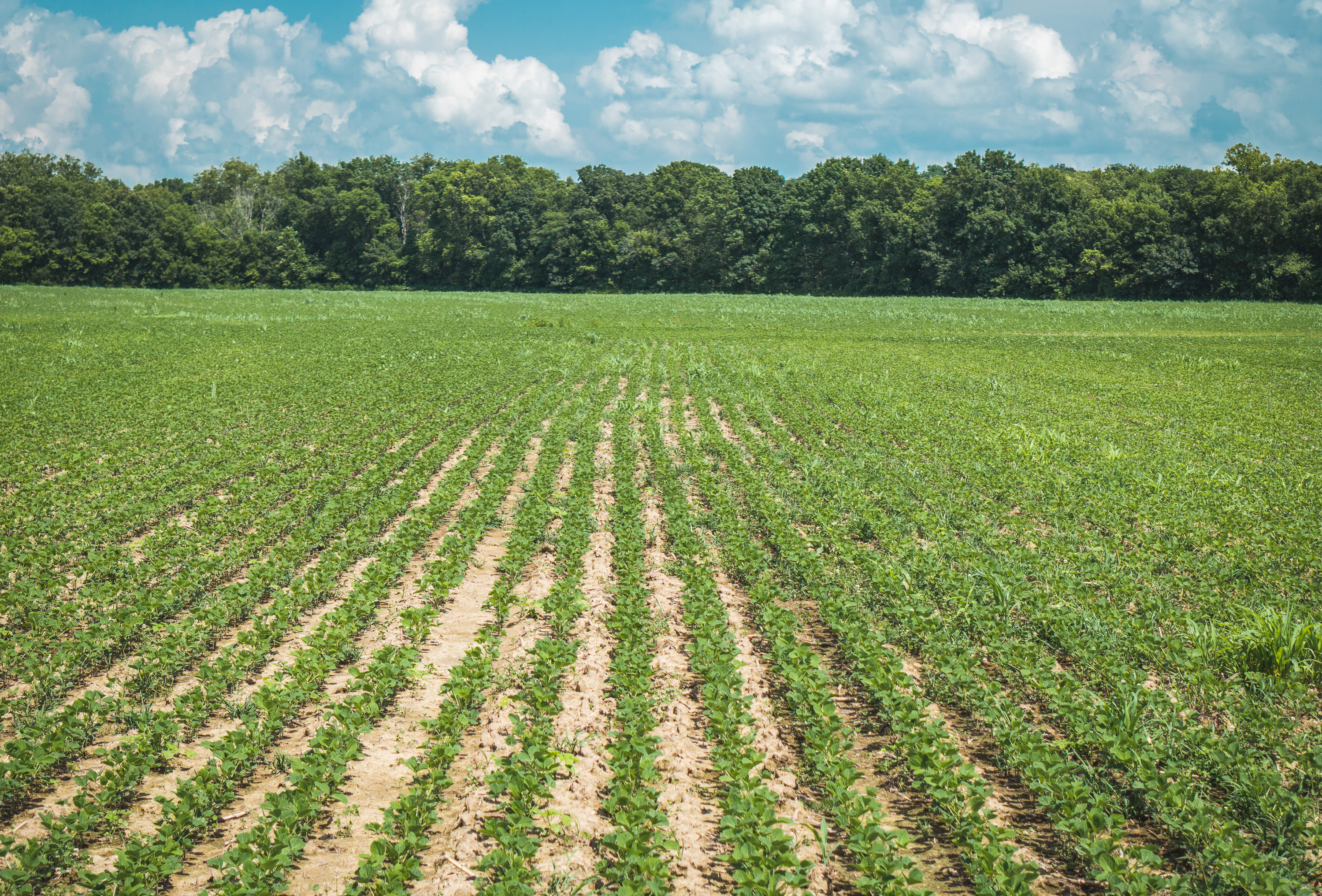 Gasconade Angus Ranch