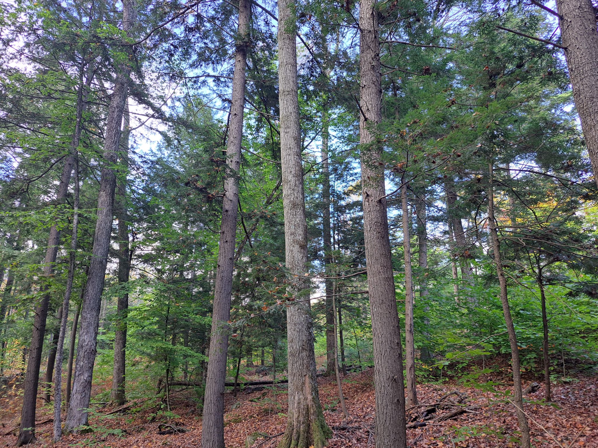 Hudson River Woods & Water