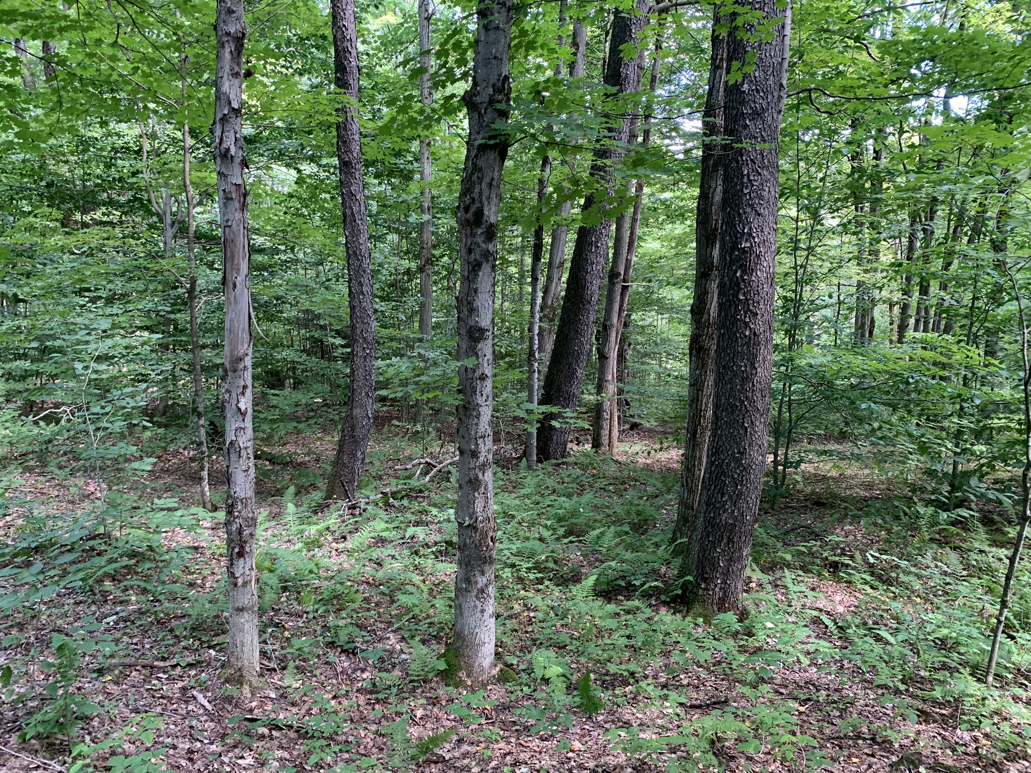 Lyman Brook Forest