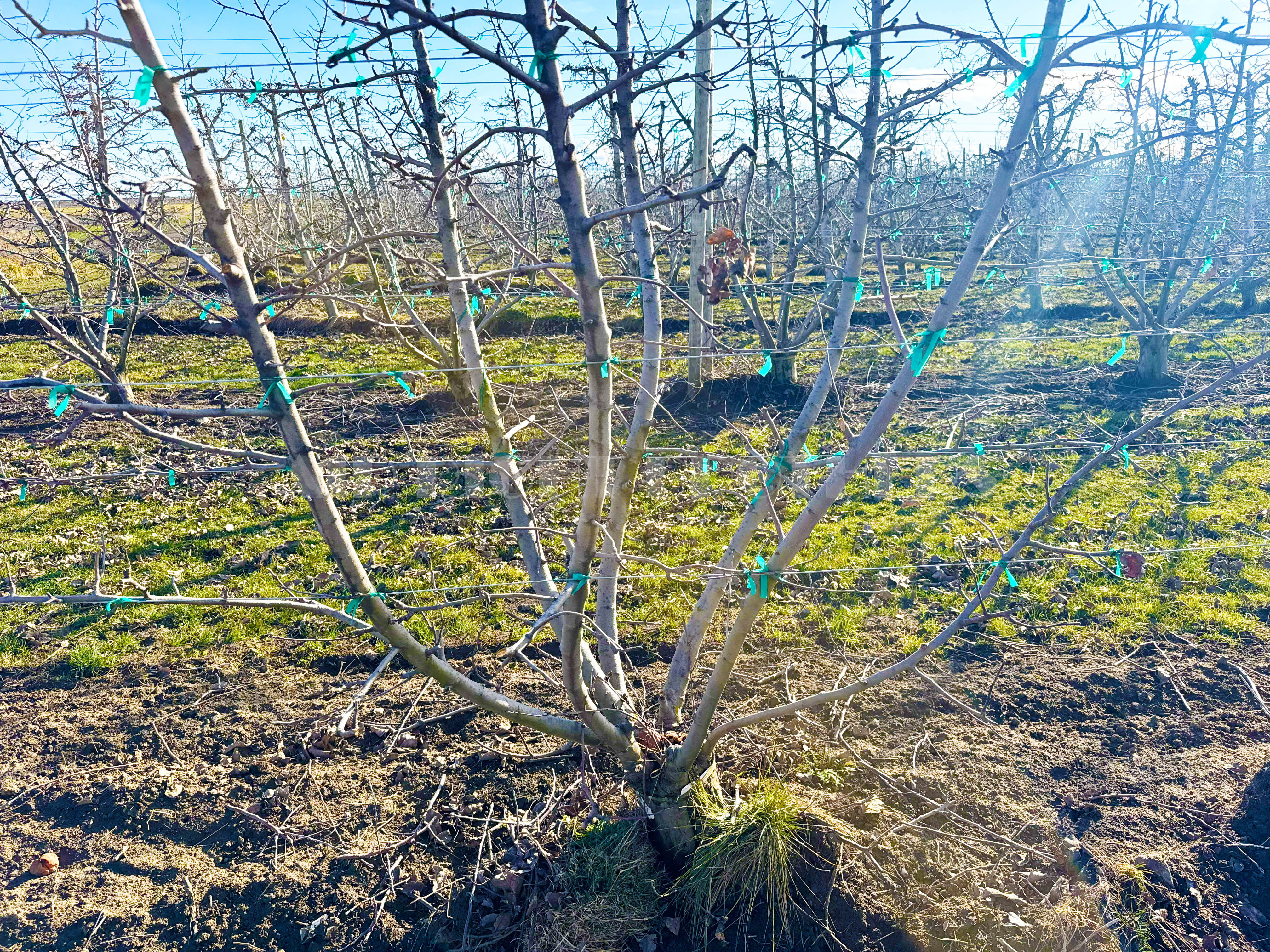 Fern Road Irrigated farm