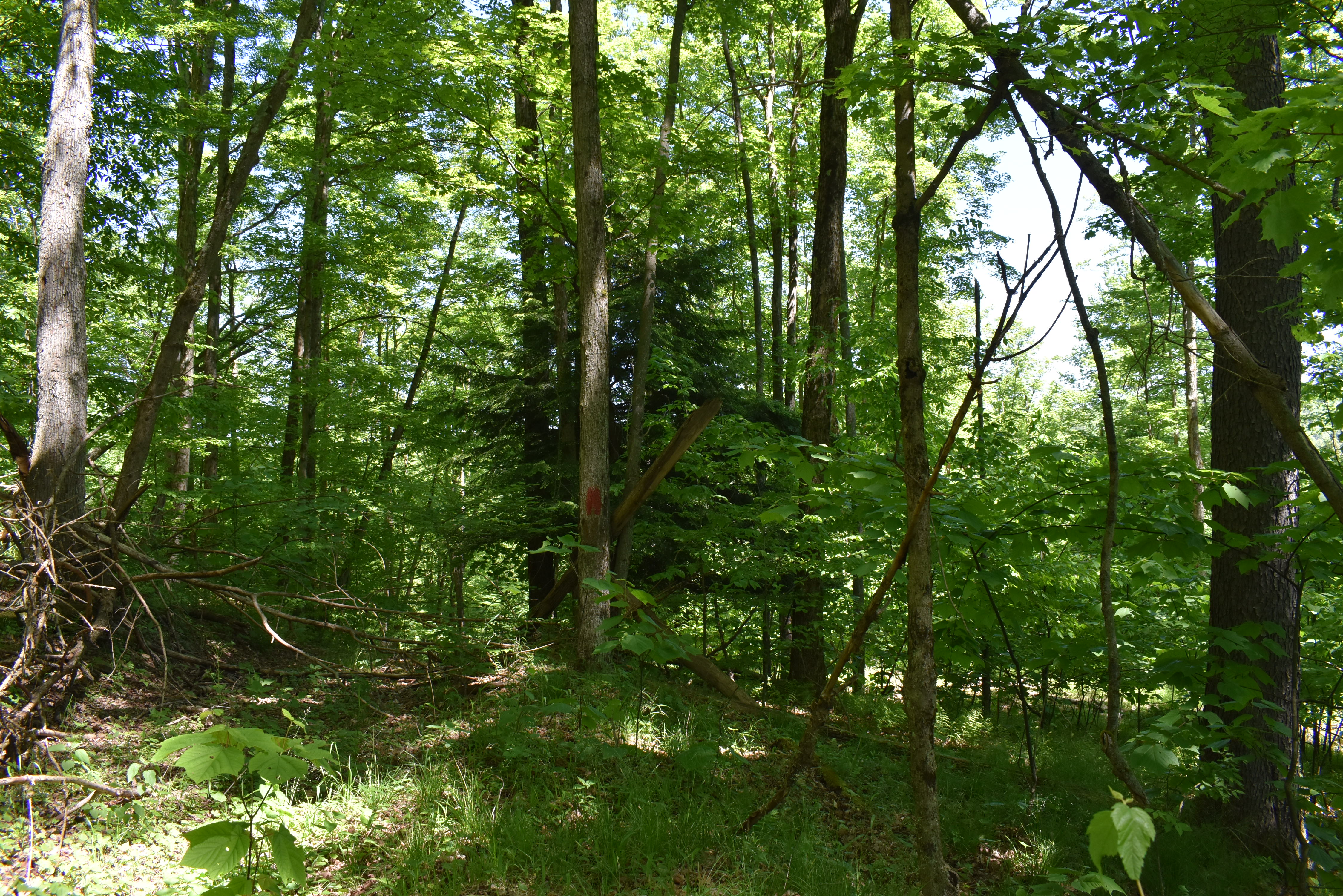 Listing Image 54