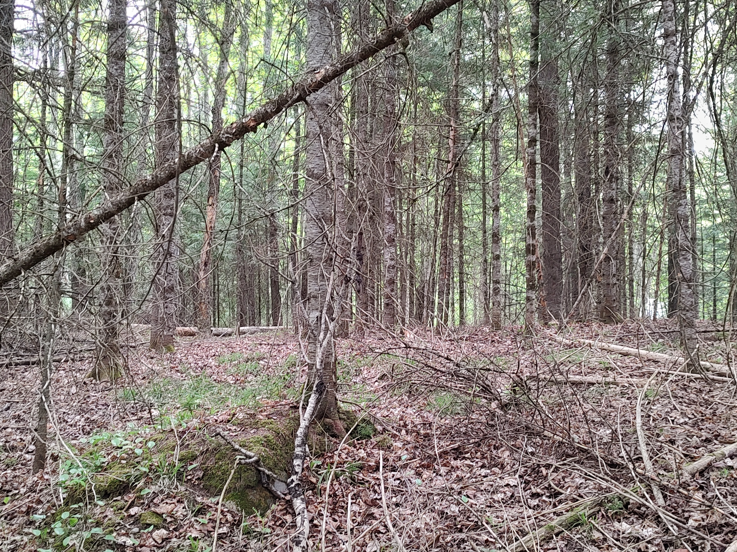 U.P. Robinson Lake Parcel 50167828