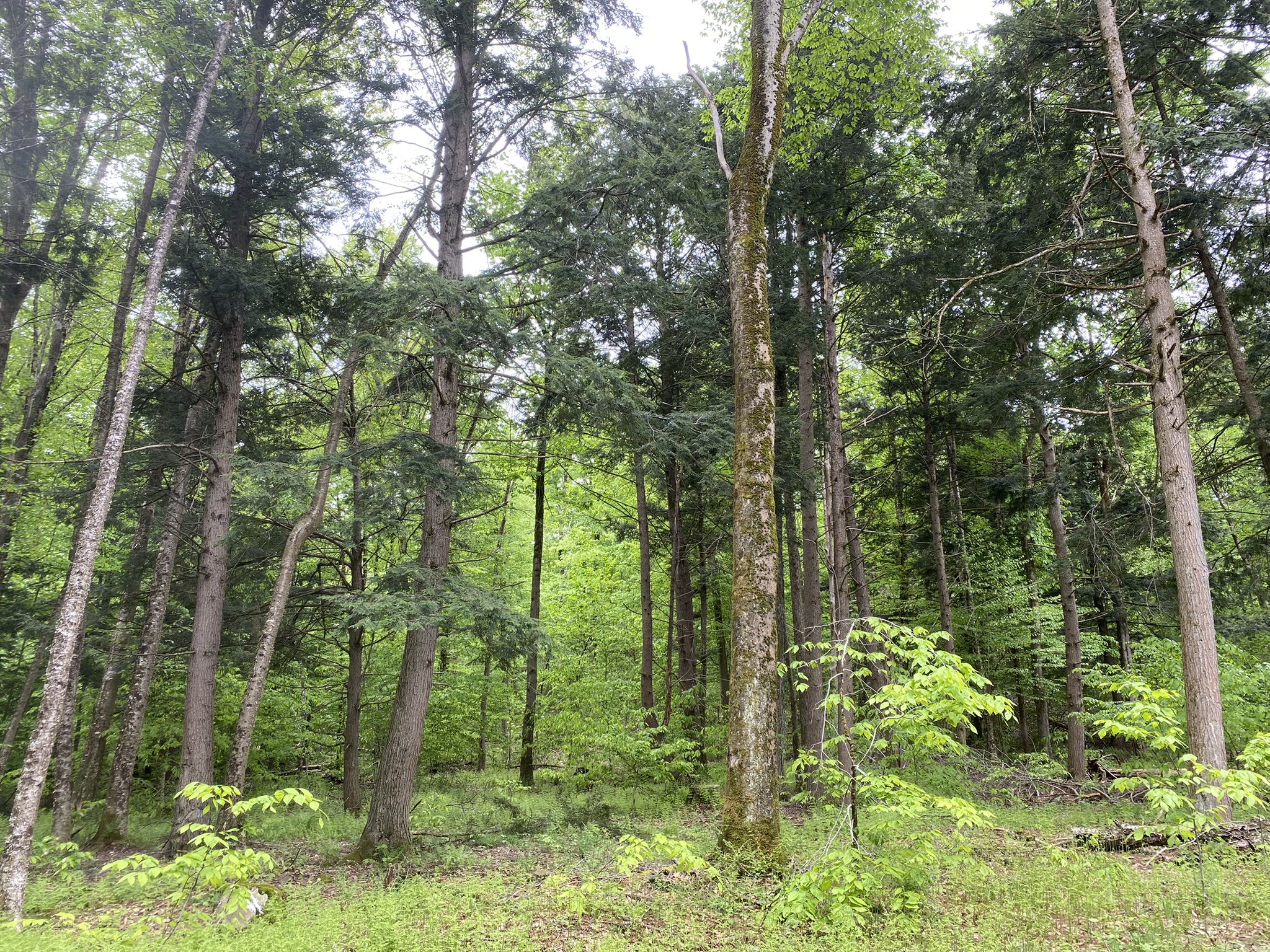 Little Salmon River Country