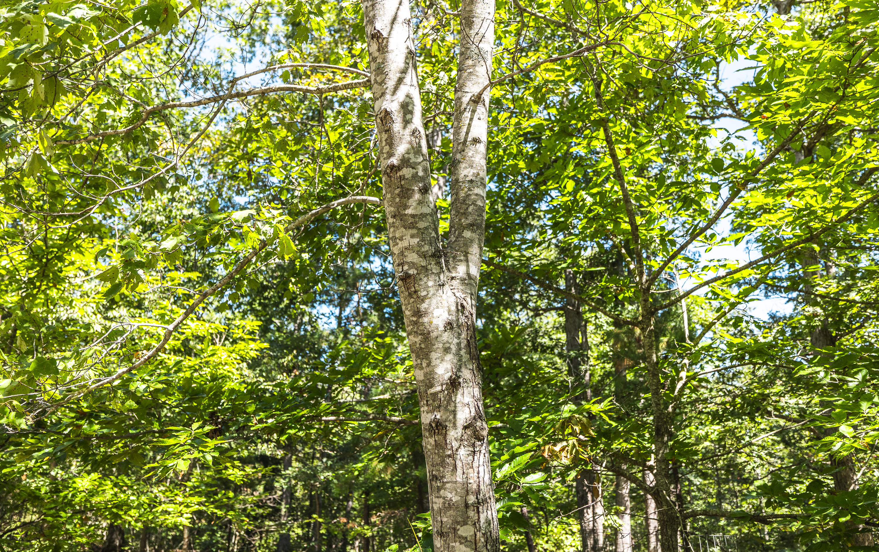 Ozark Wilderness Retreat