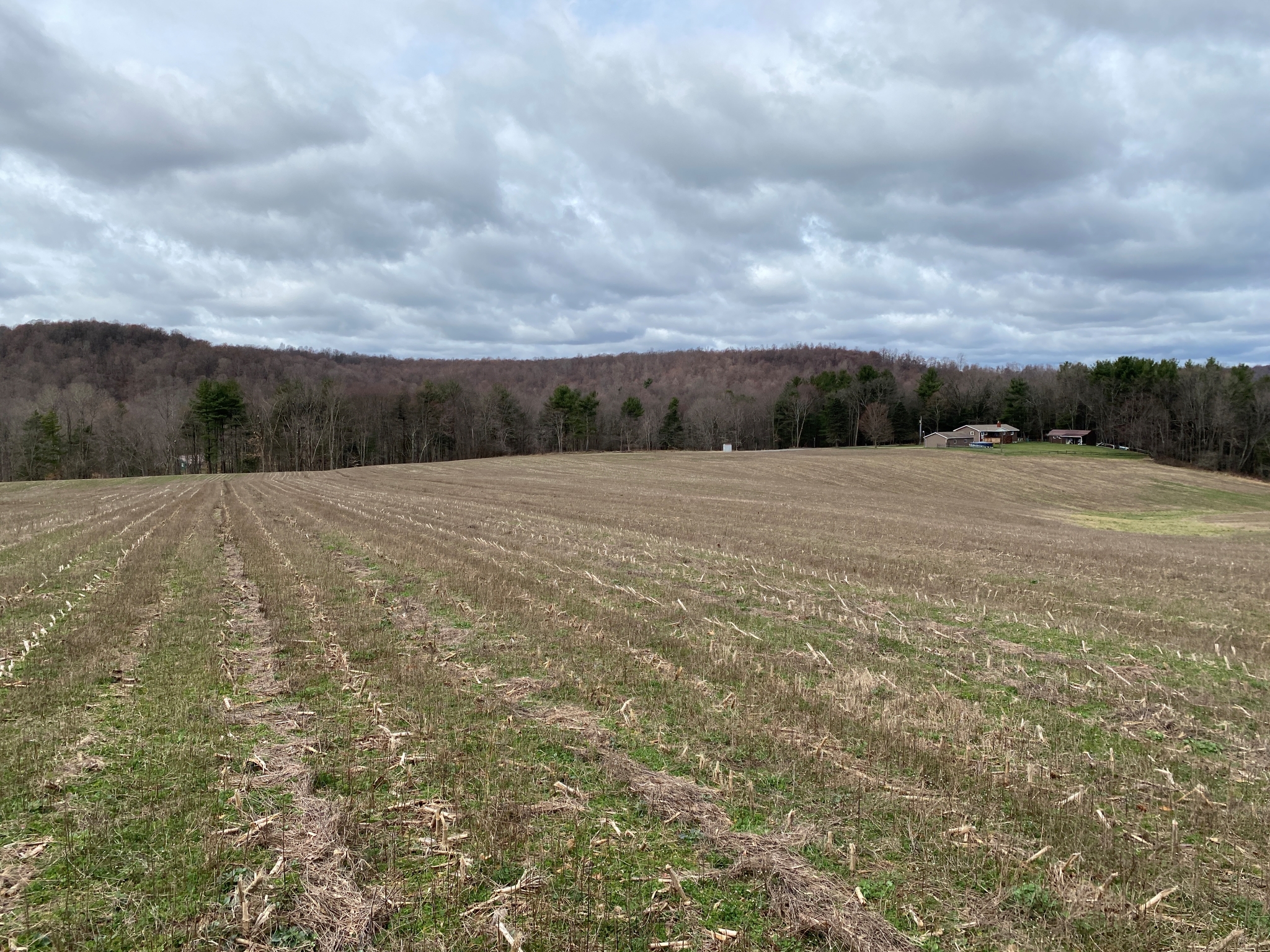 Mark's Meadow