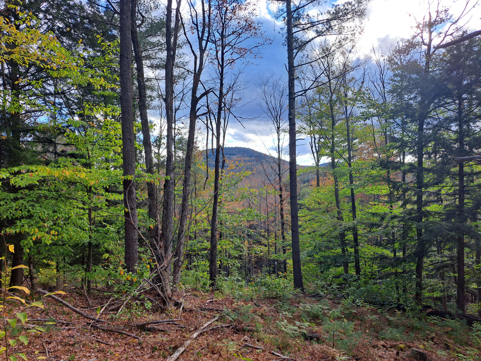 Hudson River Woods & Water