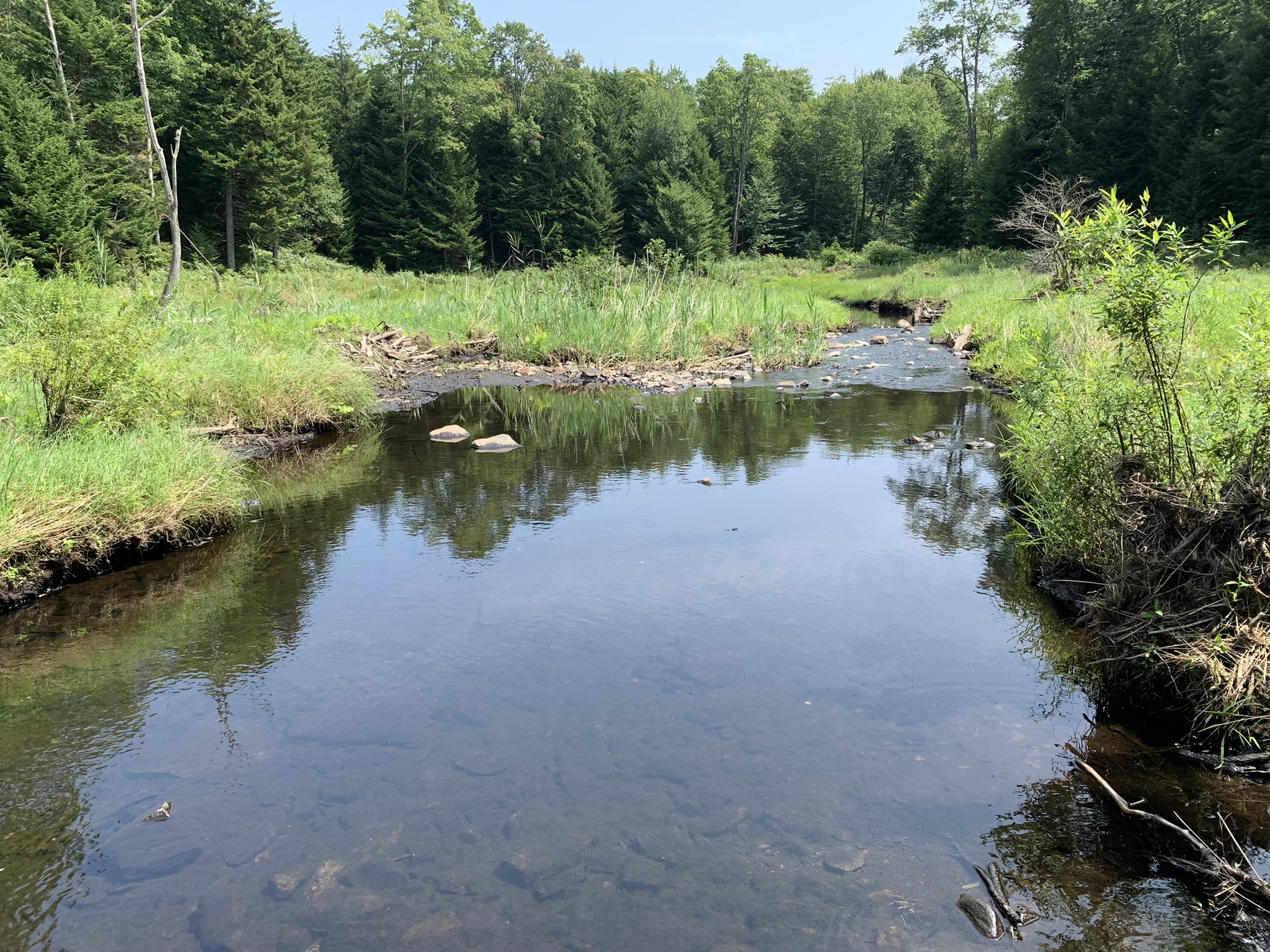 Lyman Brook Forest