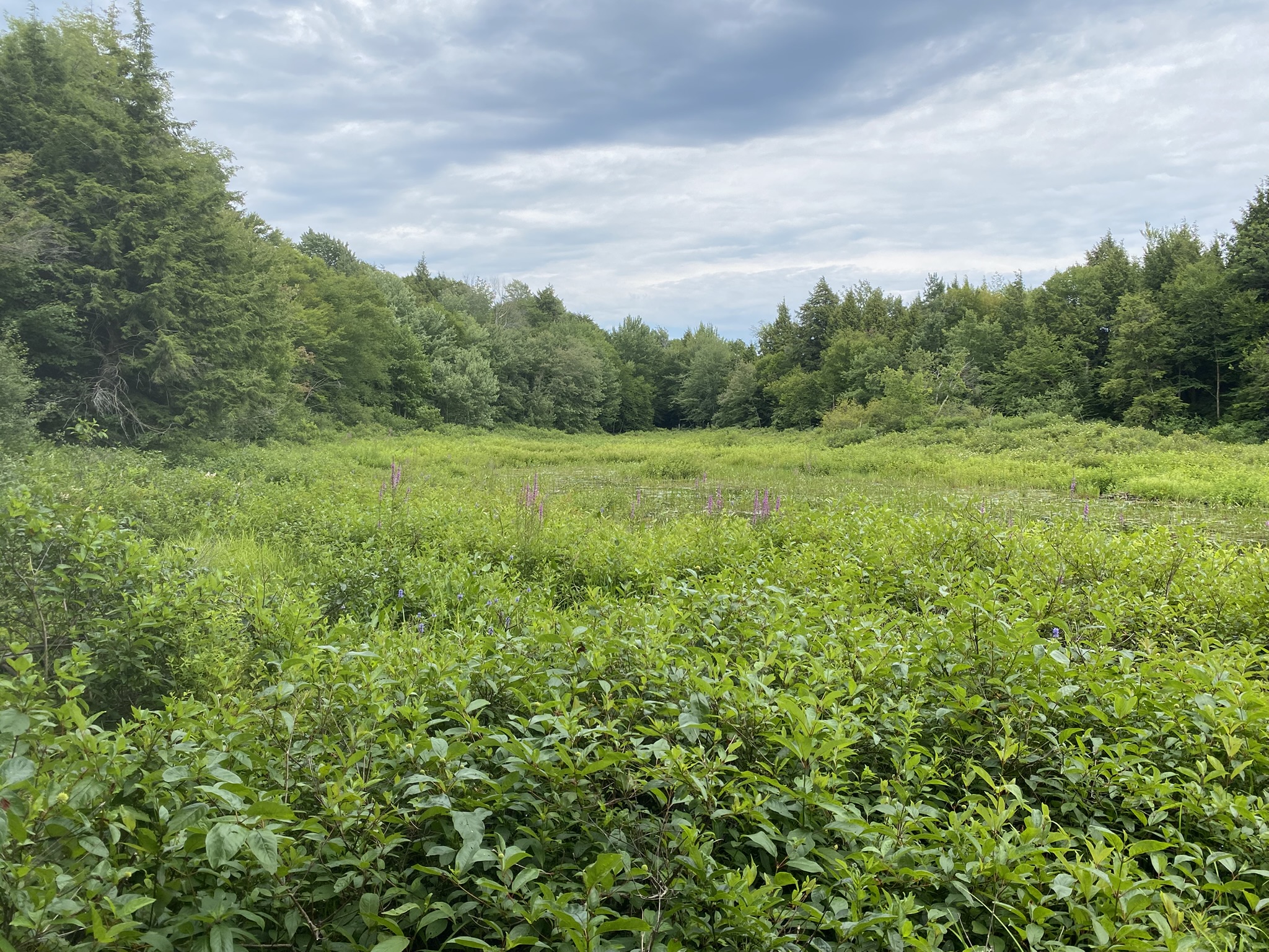 Listing Image 86