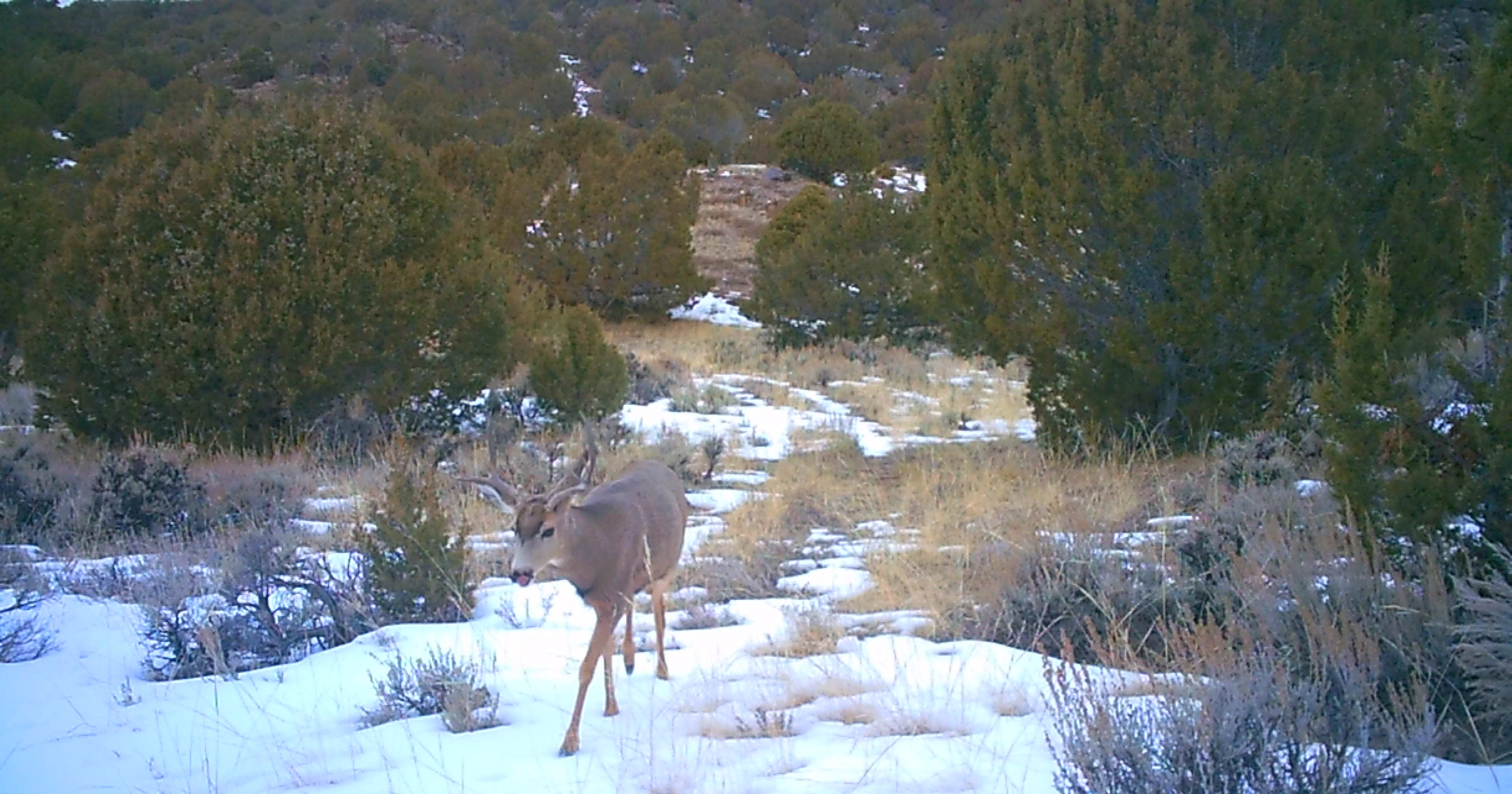 Maybell Grazing & Big Game Ranch