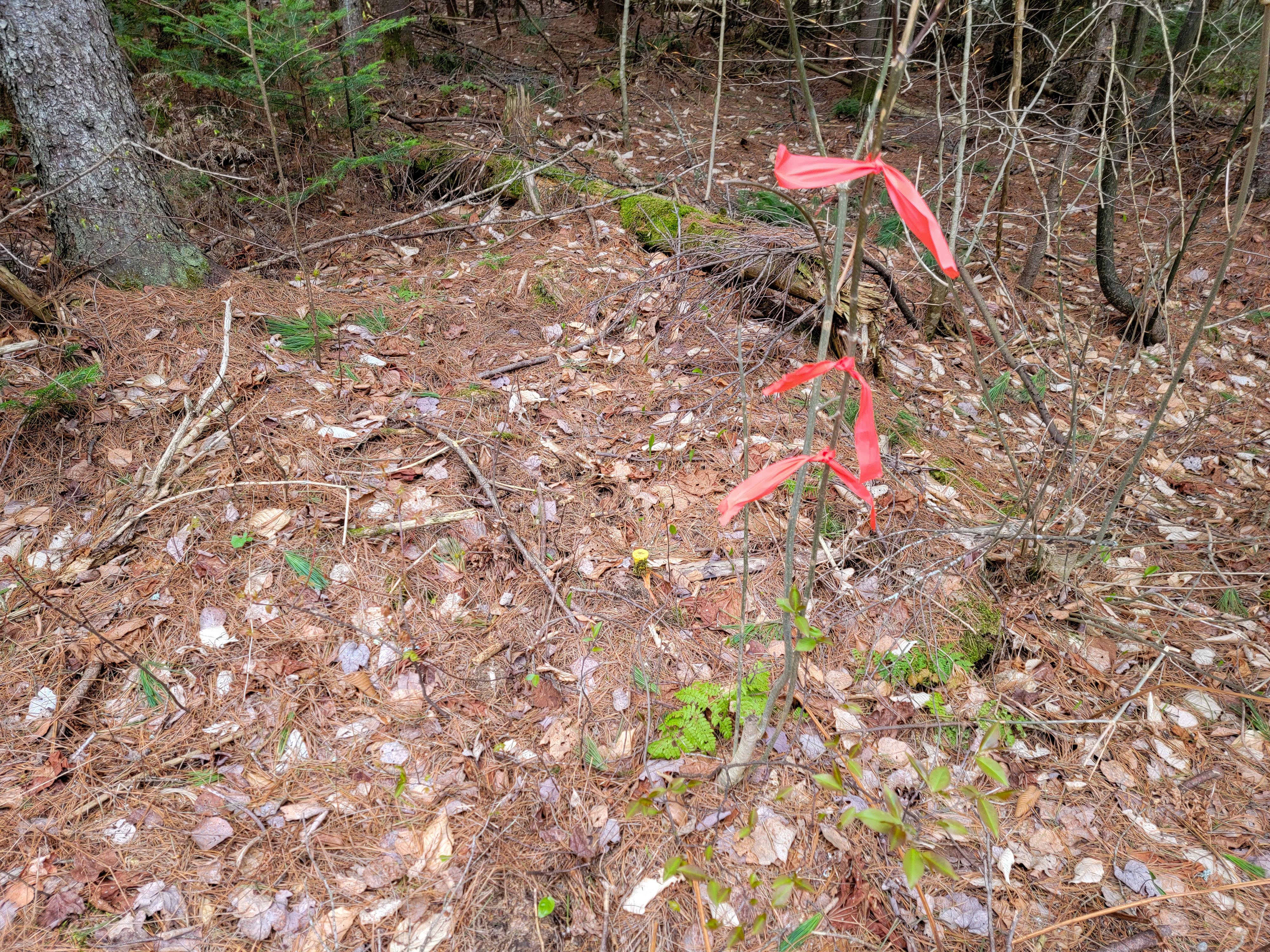 Listing Image 15