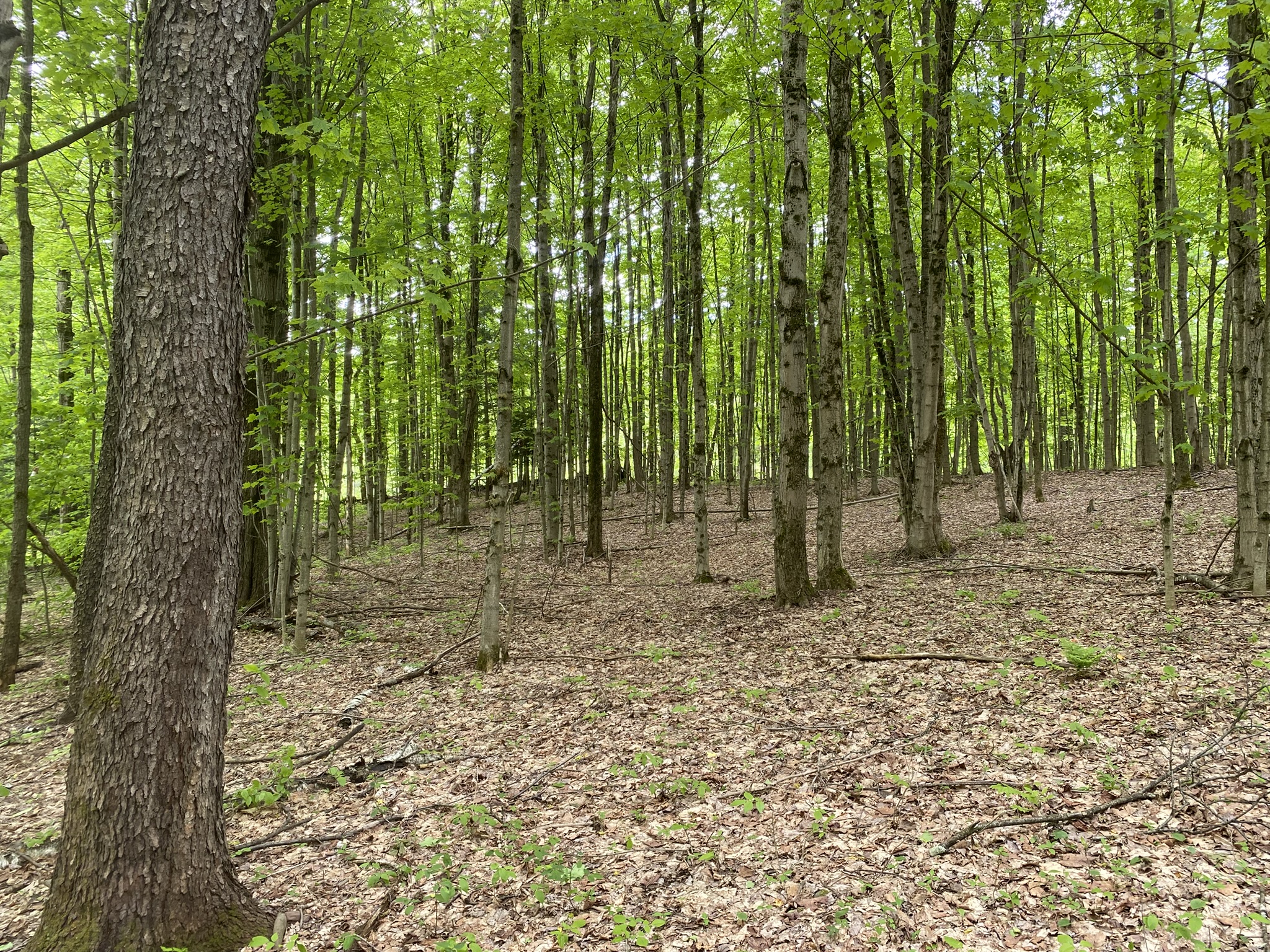 Little Salmon River Country