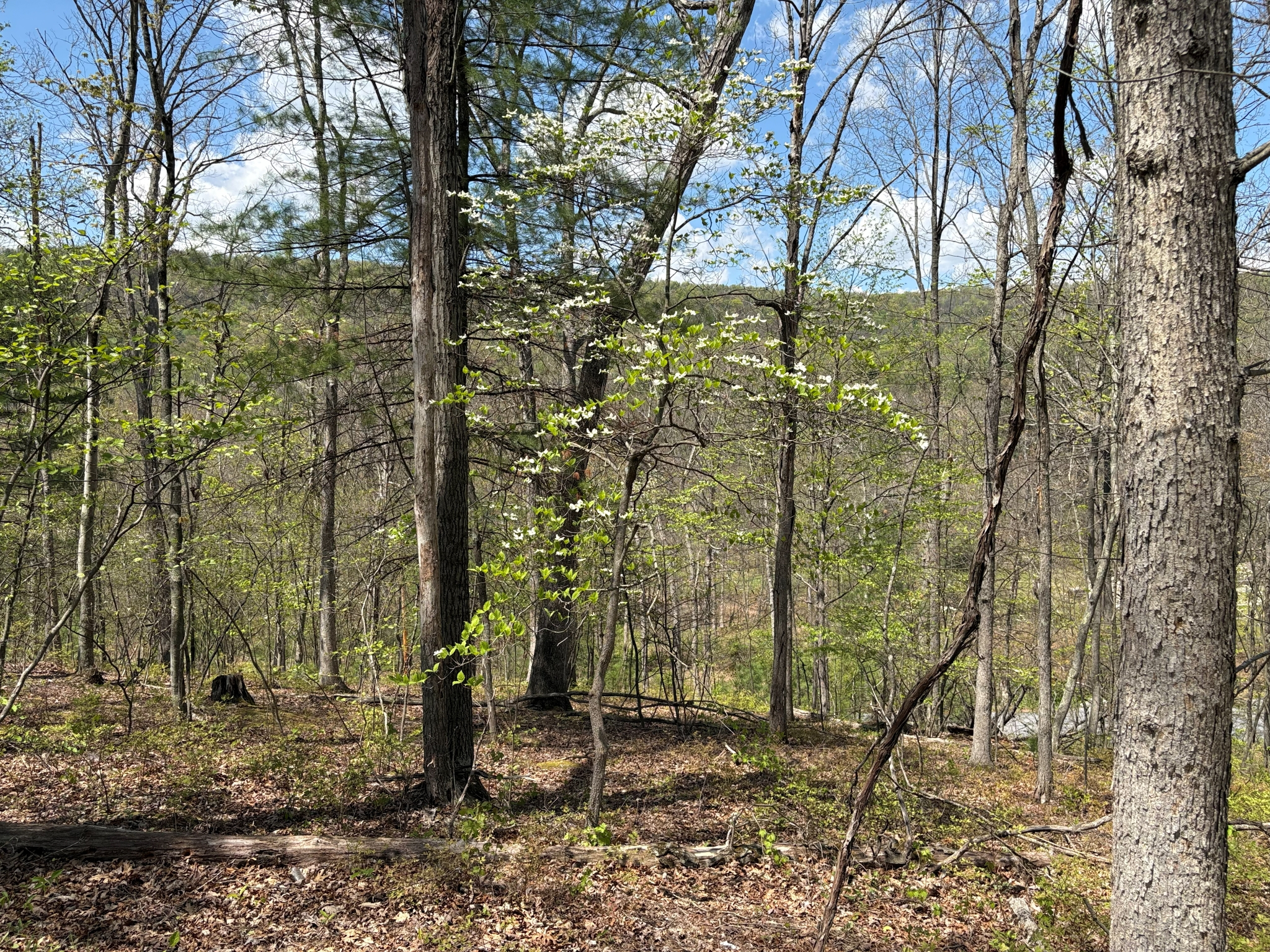 Listing Image 33