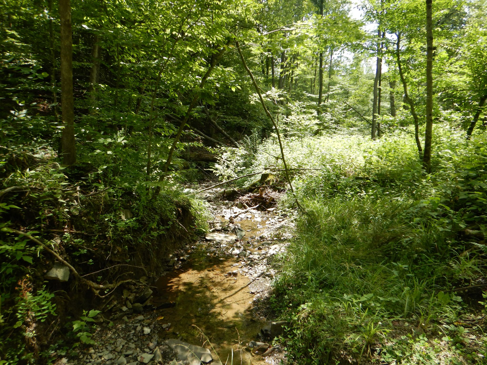 Chaffee Creek