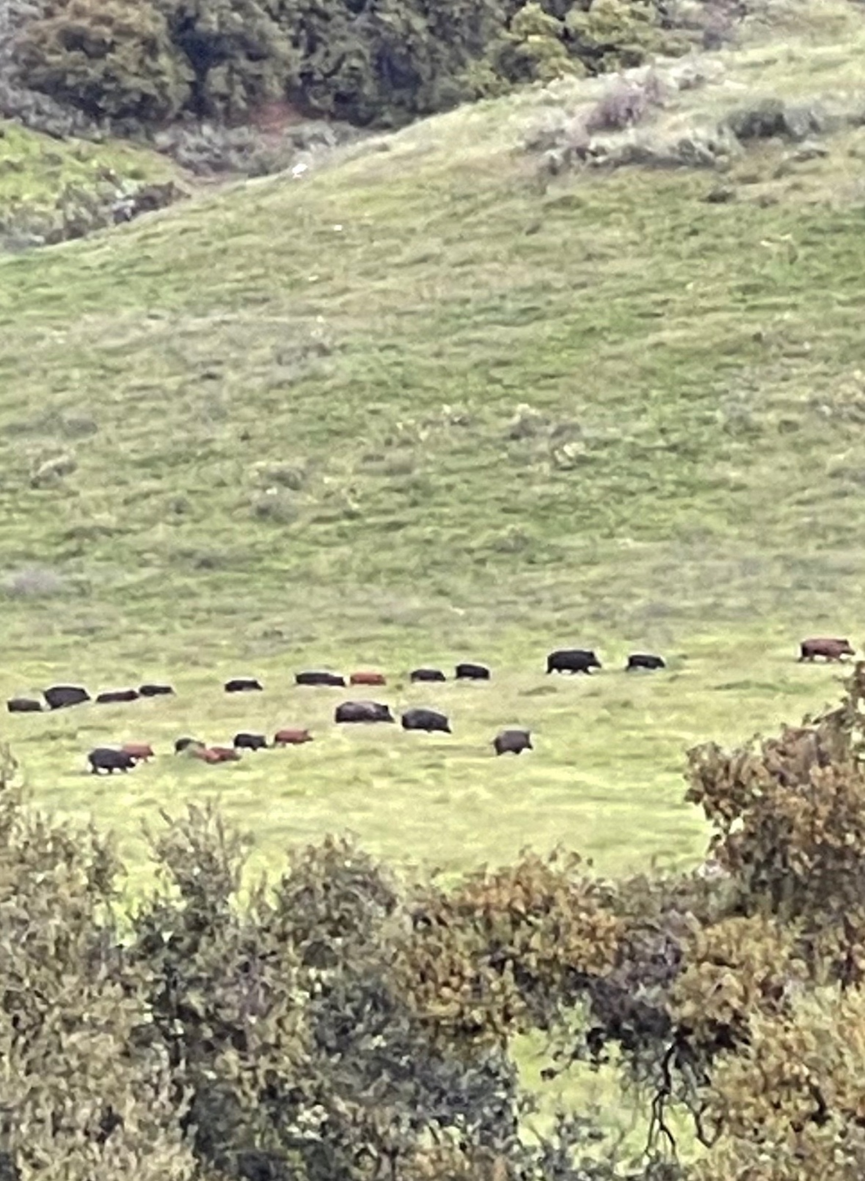 Pritchard Sumner Ranch