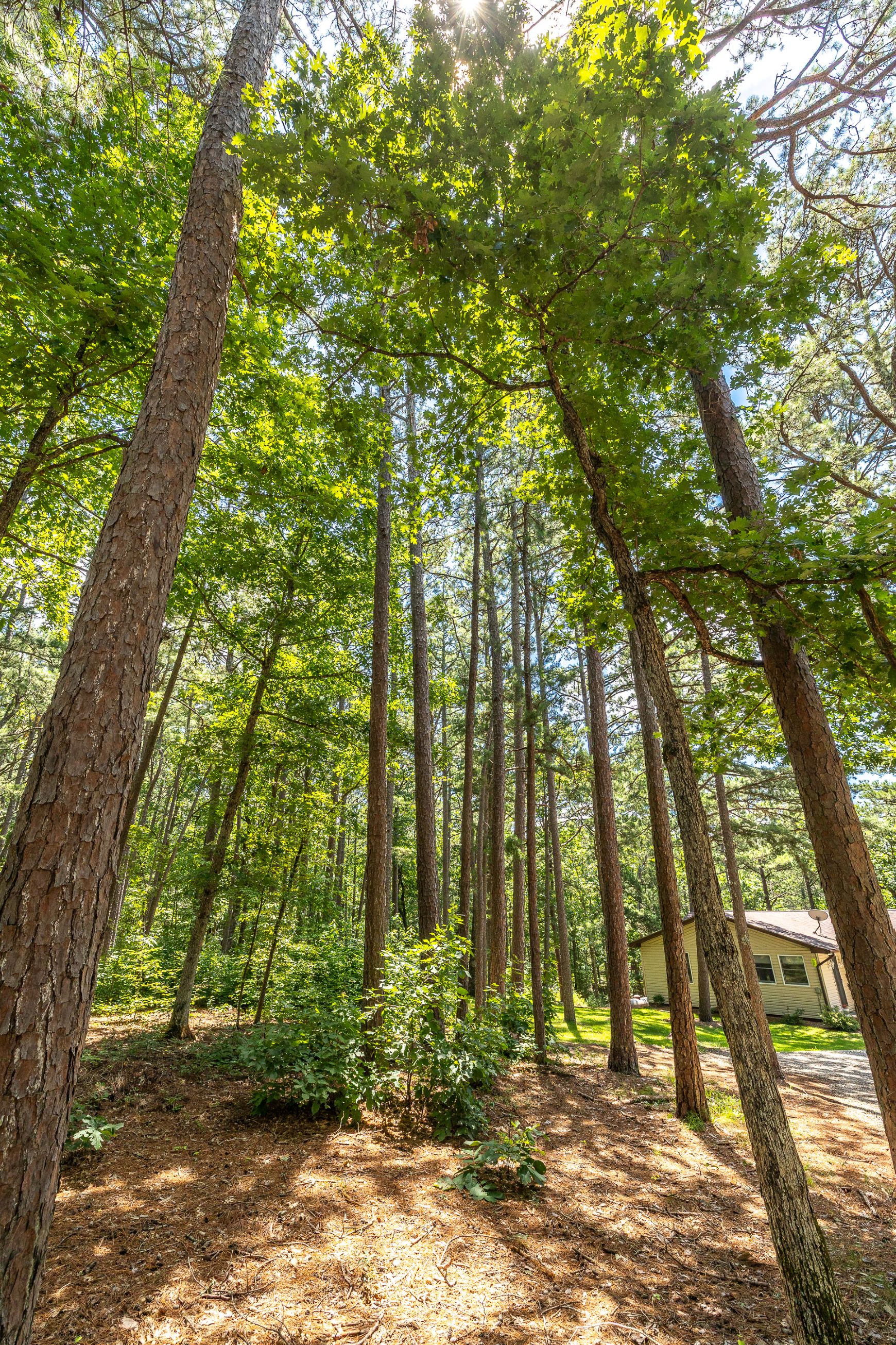 Boulder Pine Hollow