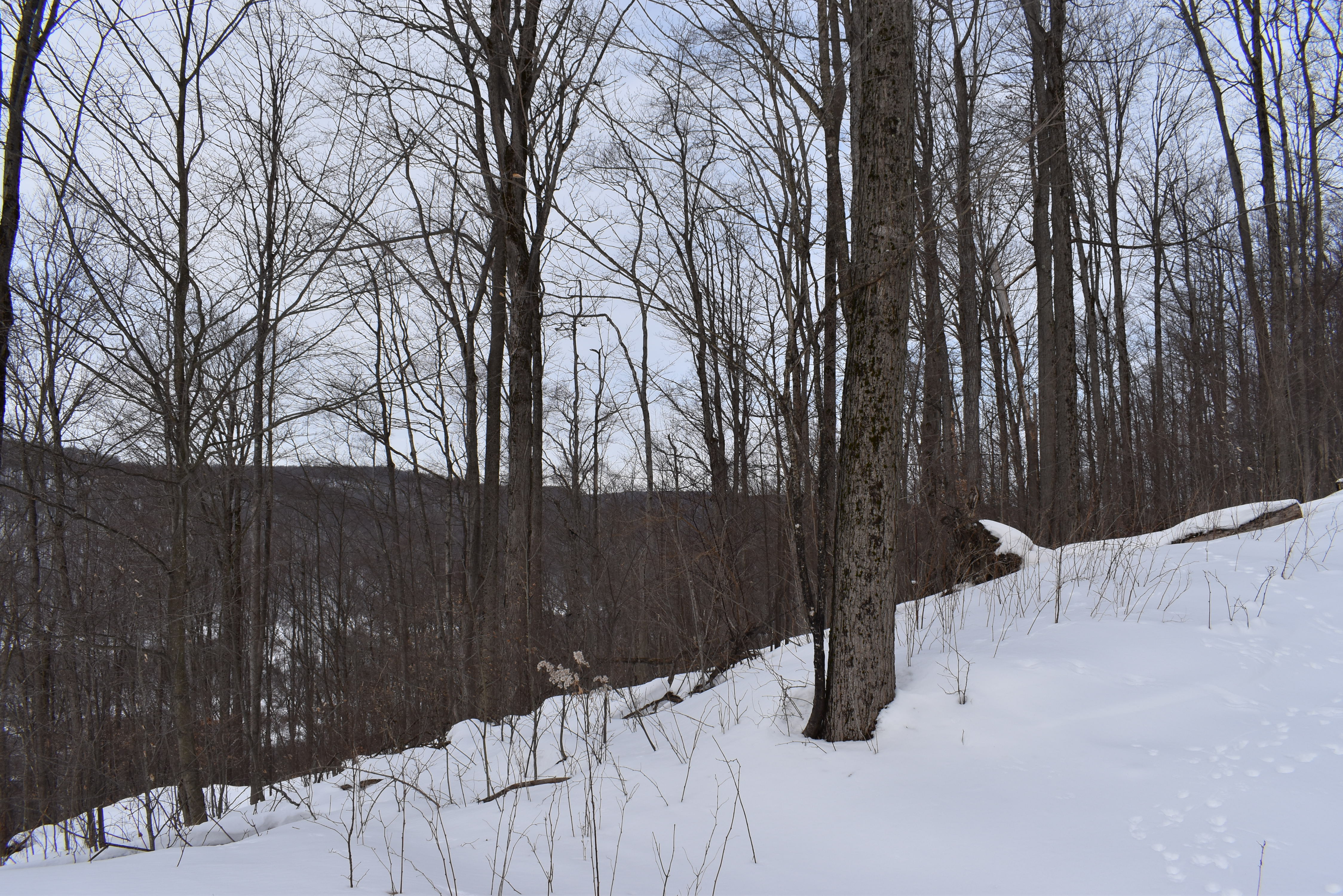 Morgan Hollow