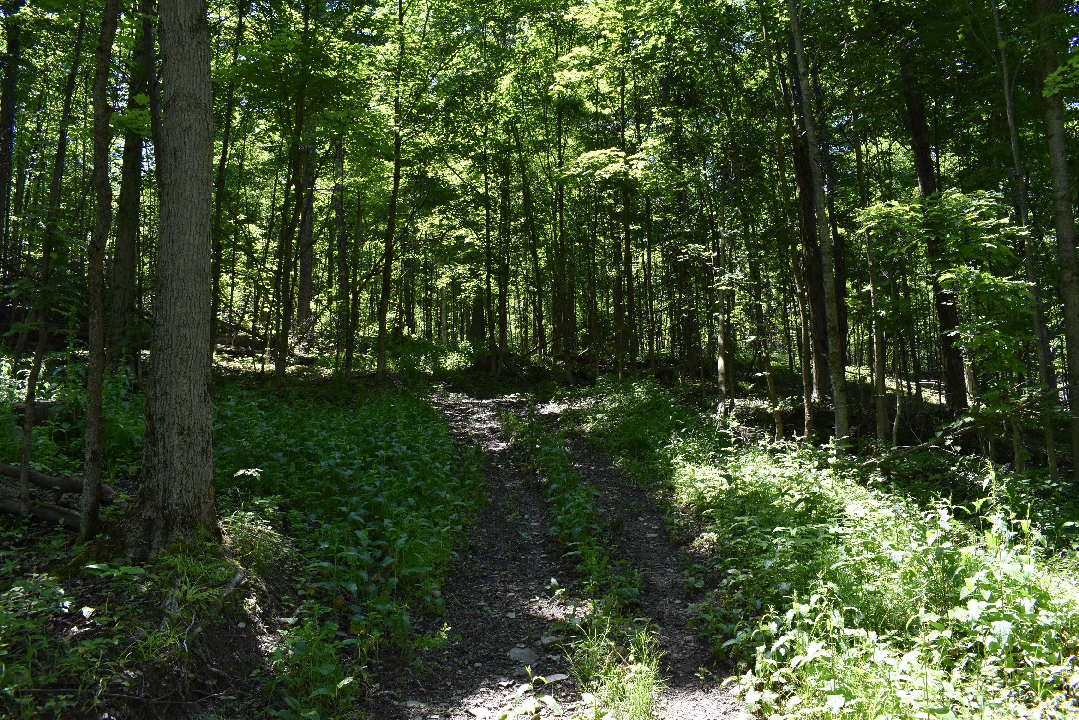 Fabulous Farrington Hollow